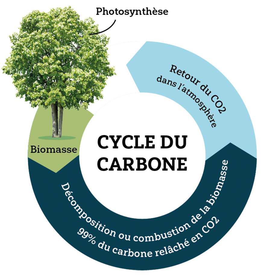 schema-carbon-biomasse-cycle-carbone-sans-biochar-biomasse